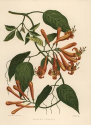 Flamevine or Orange Trumpetvine, Pyrostegia Venusta